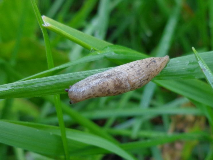 Deroceras Reticulatum